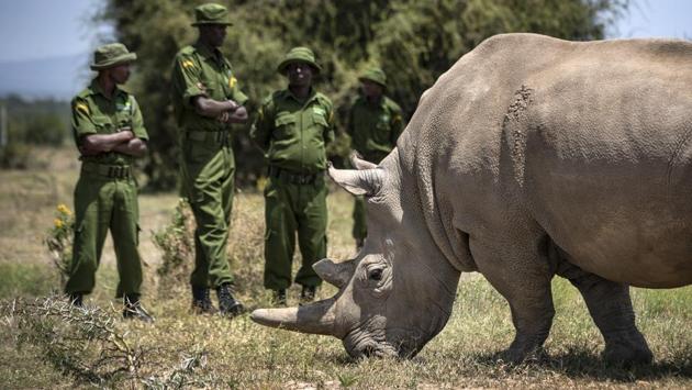 Rangers stand next to a female northern white rhino, Najin, 30, one of the last two northern white rhinos on the planet, in her enclosure at Ol Pejeta Conservancy, Kenya. (Ben Curtis / AP) Rangers stand next to a female northern white rhino, Najin, 30, one of the last two northern white rhinos on the planet, in her enclosure at Ol Pejeta Conservancy, Kenya. (Ben Curtis / AP)