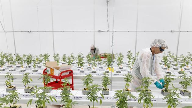 Agriculture is the backbone of the Indian economy, but the industry currently needs more support than any other. Can technology be the answer? (Bloomberg)