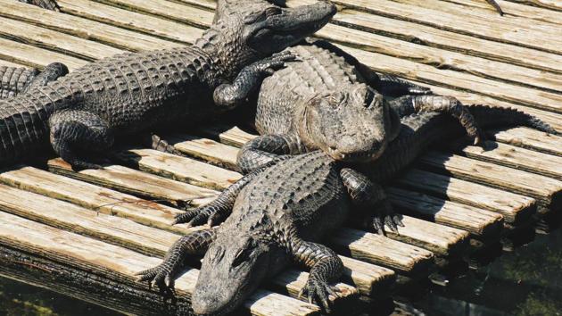 The crocodiles were spotted in different parts of Vadodara (representational image). (Unsplash) The crocodiles were spotted in different parts of Vadodara (representational image). (Unsplash)