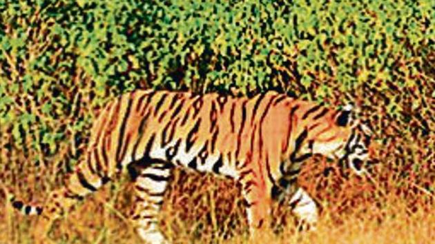 The department installed 111 camera traps, 54 pug impression pads and deployed 10 teams across a 160 sq km area in Yavatmal’s Pandharkawada to look for the cubs. The female cub was rescued on December 22 last year with the help of the Madhya Pradesh forest department. (HT FILE) The department installed 111 camera traps, 54 pug impression pads and deployed 10 teams across a 160 sq km area in Yavatmal’s Pandharkawada to look for the cubs. The female cub was rescued on December 22 last year with the help of the Madhya Pradesh forest department. (HT FILE)