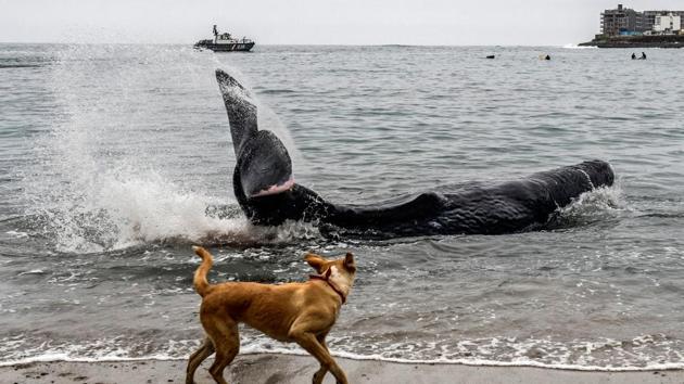 A dog looks at a five-meter-long sperm whale stranded at San Bartolo beach, in Lima, Peru. Surfers and policemen saved an injured whale which remained stranded some hours at the beach. (Ernesto Bena Vides / AFP) A dog looks at a five-meter-long sperm whale stranded at San Bartolo beach, in Lima, Peru. Surfers and policemen saved an injured whale which remained stranded some hours at the beach. (Ernesto Bena Vides / AFP)