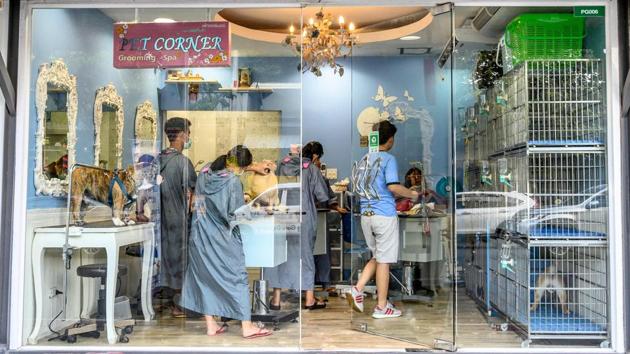 A British Bulldog (L) waits to be groomed at a specialised pet shop in Bangkok, Thailand. According to market research in Thailand consumers are increasingly treating their pets as part of the family driven by young adults who consider owning a pet akin to having a child. (Mladen Antonov / AFP) A British Bulldog (L) waits to be groomed at a specialised pet shop in Bangkok, Thailand. According to market research in Thailand consumers are increasingly treating their pets as part of the family driven by young adults who consider owning a pet akin to having a child. (Mladen Antonov / AFP)