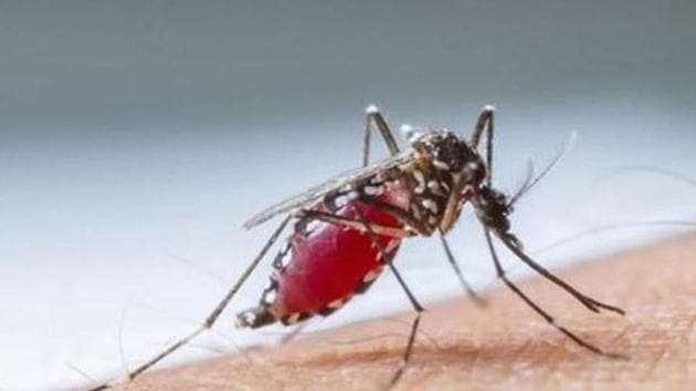 According to Haryana government officials, malaria, dengue, chikungunya, and Japanese encephalitis were added to the list of notifiable diseases earlier this week. Here, a mosquito readies itself to suck blood from another host. (HT FILE) According to Haryana government officials, malaria, dengue, chikungunya, and Japanese encephalitis were added to the list of notifiable diseases earlier this week. Here, a mosquito readies itself to suck blood from another host. (HT FILE)