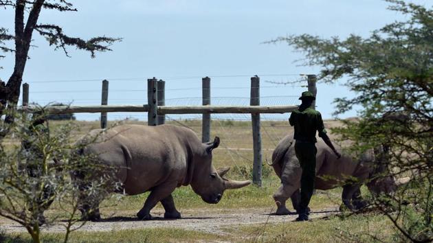 They are the only survivors of the subspecies of white rhino, and live under 24-hour armed guard at Ol Pejeta. However neither is able to carry a calf. Fatu has degenerative lesions in her uterus and Najin has weak hind legs which could cause complications if she fell pregnant. The rhinos underwent a highly risky procedure for extraction of their eggs and were carried out by a team of international vets, which saw them anaesthetised for almost two hours. (Tony Karumba / AFP) They are the only survivors of the subspecies of white rhino, and live under 24-hour armed guard at Ol Pejeta. However neither is able to carry a calf. Fatu has degenerative lesions in her uterus and Najin has weak hind legs which could cause complications if she fell pregnant. The rhinos underwent a highly risky procedure for extraction of their eggs and were carried out by a team of international vets, which saw them anaesthetised for almost two hours. (Tony Karumba / AFP)