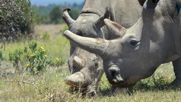 Stejskal explained that after the discovery that the two females were infertile in 2014; over 15 European zoos had given the green light for their southern white rhino females to undergo the newly-developed egg extraction technique. In July 2018 the first-ever rhino embryos were created, a hybrid of southern and northern white rhino. (Tony Karumba / AFP) Stejskal explained that after the discovery that the two females were infertile in 2014; over 15 European zoos had given the green light for their southern white rhino females to undergo the newly-developed egg extraction technique. In July 2018 the first-ever rhino embryos were created, a hybrid of southern and northern white rhino. (Tony Karumba / AFP)