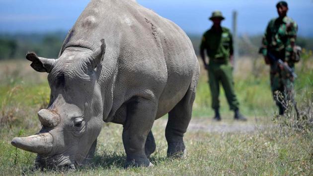 The oocytes from Najin and Fatu were airlifted to a laboratory in Italy, where they will be fertilised with cryogenically frozen sperm -- of which there are samples from four deceased males -- likely by the end of the week. Now scientists have to develop a technique to transfer the embryos into a surrogate rhino. This has been attempted in southern white rhinos but has yet to be successful. (Tony Karumba / AFP) The oocytes from Najin and Fatu were airlifted to a laboratory in Italy, where they will be fertilised with cryogenically frozen sperm -- of which there are samples from four deceased males -- likely by the end of the week. Now scientists have to develop a technique to transfer the embryos into a surrogate rhino. This has been attempted in southern white rhinos but has yet to be successful. (Tony Karumba / AFP)