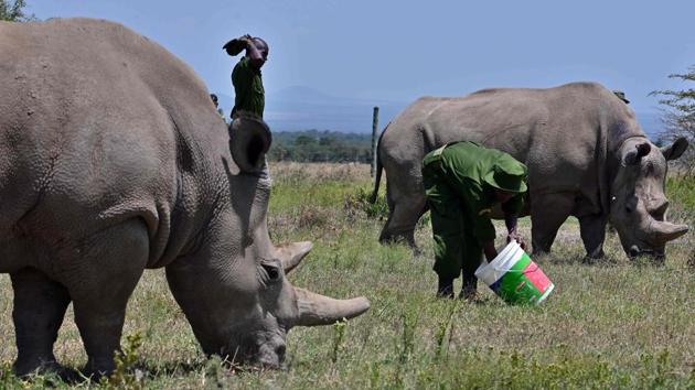 There are five rhino species remaining on earth, of which black and white rhinos are found in Africa. The northern white rhino is generally considered a subspecies of white rhino although some scientists believe it to be a sixth species. Rhinos have few predators in the wild due to their size but have been devastated by poaching for their horns -- used in traditional Chinese medicine. Modern rhinos have plodded the earth for 26 million years. (Tony Karumba / AFP) There are five rhino species remaining on earth, of which black and white rhinos are found in Africa. The northern white rhino is generally considered a subspecies of white rhino although some scientists believe it to be a sixth species. Rhinos have few predators in the wild due to their size but have been devastated by poaching for their horns -- used in traditional Chinese medicine. Modern rhinos have plodded the earth for 26 million years. (Tony Karumba / AFP)