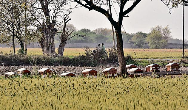 A view of honey bee boxes seen in a field, at Qutabgarh village, in the North West Delhi(Vipin Kumar/HT PHOTO)