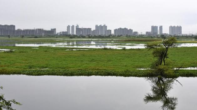 Najafgarh Drain and Jheel, the longest drainage system of Delhi, became an alternative wetland for the resident and migratory water birds(Vipin Kumar/HT FILE)