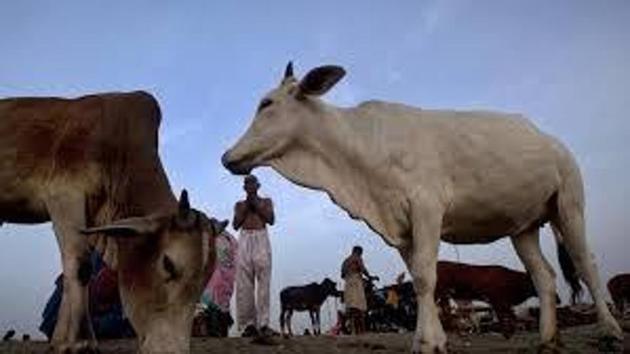 The police said that the cattle herder sustained blunt injuries on his body and was rushed to the hospital for treatment. He was discharged on Sunday and recorded his statement with the police. (HT File Photos/For Representative Purposes Only) The police said that the cattle herder sustained blunt injuries on his body and was rushed to the hospital for treatment. He was discharged on Sunday and recorded his statement with the police. (HT File Photos/For Representative Purposes Only)