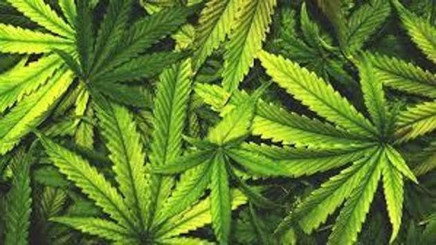 The police said that during the investigation, Sahu and Pradhan revealed that they allegedly procured the drug from the forests of Odisha. Govind and Sonu, both of whom are based in the city, were drug peddlers. (HT FILE) The police said that during the investigation, Sahu and Pradhan revealed that they allegedly procured the drug from the forests of Odisha. Govind and Sonu, both of whom are based in the city, were drug peddlers. (HT FILE)