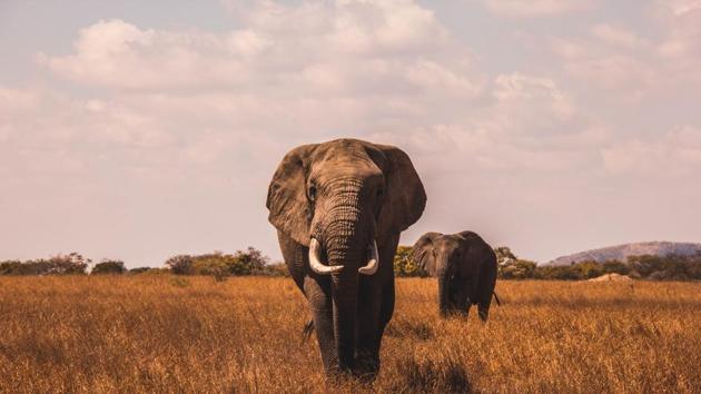 Yes, you should take your kids on safari—and not just for their sake.(Unsplash)