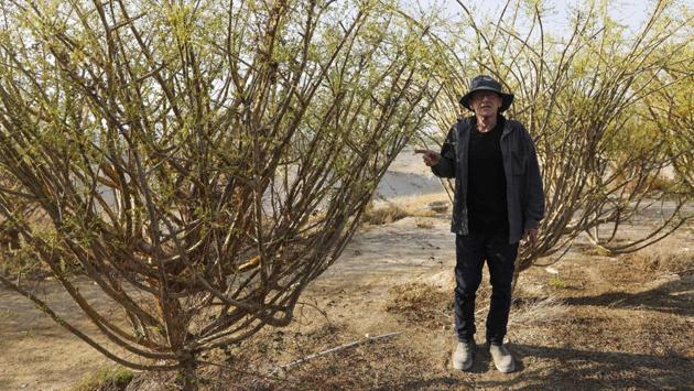 A farmer before making a job out of his fascination for biblical agriculture -- some of which has long disappeared, Erlich says he has read everything he can find on the subject. Elaine Solowey, a desert agriculture specialist at Israel’s Arava Institute for Environmental Studies, helped him to identify some of his plants. “The species produced by Mr Erlich are probably those cultivated in the region during antiquity, but we can’t be certain,” Solowey said. (Menahem Kahana / AFP) A farmer before making a job out of his fascination for biblical agriculture -- some of which has long disappeared, Erlich says he has read everything he can find on the subject. Elaine Solowey, a desert agriculture specialist at Israel’s Arava Institute for Environmental Studies, helped him to identify some of his plants. “The species produced by Mr Erlich are probably those cultivated in the region during antiquity, but we can’t be certain,” Solowey said. (Menahem Kahana / AFP)