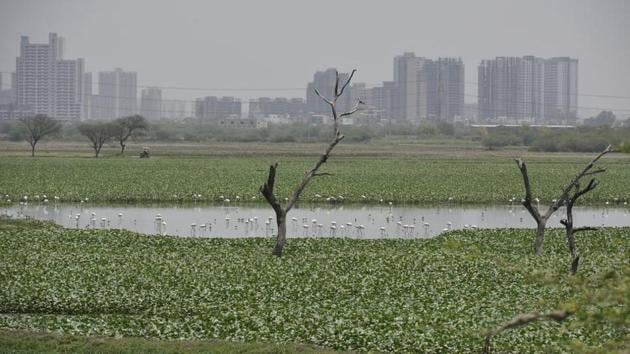 After the Najafgarh lake flooded Tilak Nagar and Janakpuri in west Delhi in 1977, a supplementary drain was built to carry the flood discharge into the Yamuna. Since then, the villages on the Delhi side of the lake have seen a gradual depletion of water level. (HT Photo) After the Najafgarh lake flooded Tilak Nagar and Janakpuri in west Delhi in 1977, a supplementary drain was built to carry the flood discharge into the Yamuna. Since then, the villages on the Delhi side of the lake have seen a gradual depletion of water level. (HT Photo)