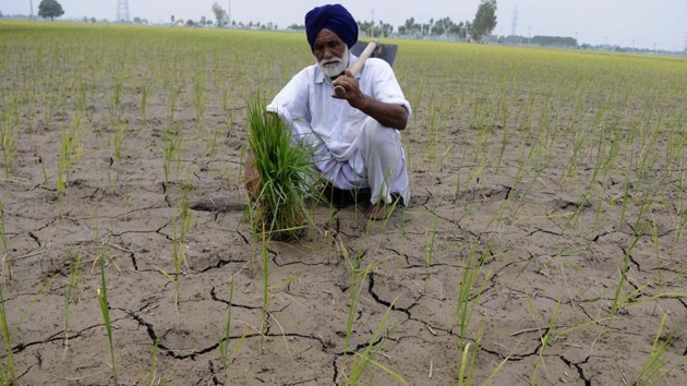 While many farmers have re-sown the paddy crop, they said this had put additional monetary strain on them.(File photo)