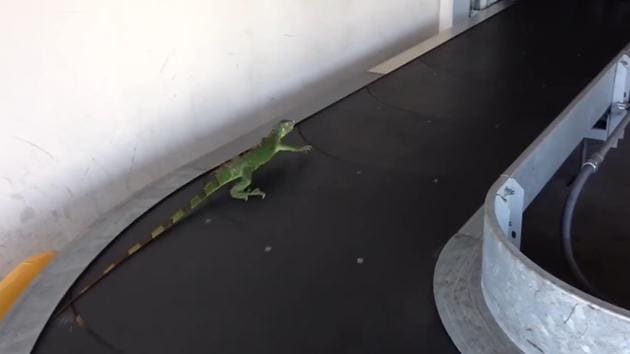 The video, 37-seconds-long, shows the iguana running on the belt trying to escape. (Facebook/Pony Charvet) The video, 37-seconds-long, shows the iguana running on the belt trying to escape. (Facebook/Pony Charvet)