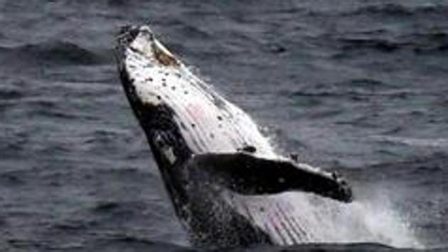Whales in big trouble. (Representational image) Whales in big trouble. (Representational image)