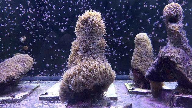 Florida’s corals are deteriorating rapidly due to climate change and a destructive tissue disease that appeared in the waters of the southeastern state in 2014. Scientists hope to reproduce healthy corals and repopulate the reefs through this technique. (Gianrigo Marletta / AFP) 