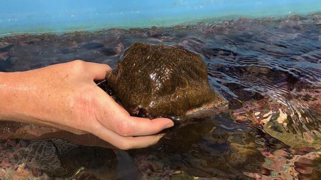The Florida Aquarium and the Horniman Museum began working together in 2015 on induced reproduction techniques. Reproduction was achieved by mimicking the conditions of the corals’ natural environment, including sunrises, sunsets, moon phases, water temperature and quality. (Gianrigo Marletta / AFP) 