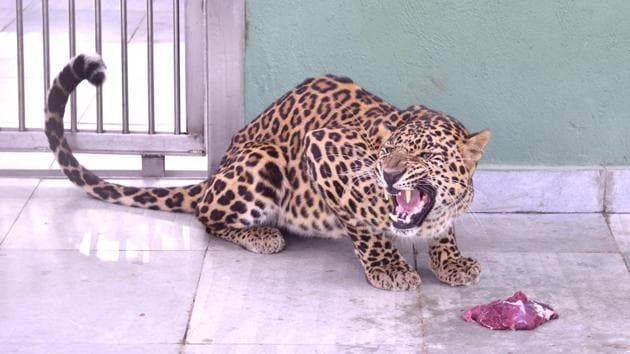 The leopards are currently at the zoo but are not available for public viewing considering their permanent enclosure is still under construction.(Anshuman Poyrekar/HT File Photo)