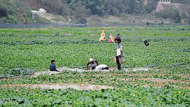 Farmers using illegal ground water pits farming around Yamuna river in New Delhi. Team Rakshak, a team of Private guards appointed by DDA to report illegal activities around banks of Yamuna River in Delhi.(Photo by Sanchit Khanna/ Hindustan Times)