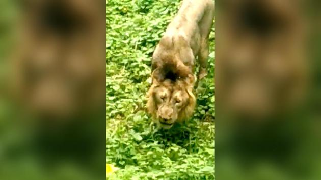 For many the video may appear as something extremely unusual. (YouTube/Mitesh Luhar) For many the video may appear as something extremely unusual. (YouTube/Mitesh Luhar)
