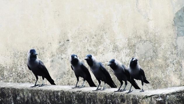 Crows can voluntarily control the release and onset of their calls, suggesting that songbirds could have cognitive control over their vocalisations.(Unsplash) Crows can voluntarily control the release and onset of their calls, suggesting that songbirds could have cognitive control over their vocalisations.(Unsplash)