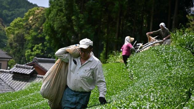 Farmers harvest matcha leaves in Fujieda. The matcha leaves sell for 3,100 yen ($30) per kilo on average, compared to 1,400 yen for sencha, according to the Japanese Association of Tea Production. But Shoji said tea fields are shrinking as farmers get too old for the physically demanding work. “The oldest one is over 80. There are not many successors,” he told AFP gazing out over his tea fields. (Charly Triballeau / AFP) 