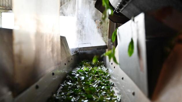Japanese tea are dried at a factory in Fujieda. Japan exported more than 5,000 tonnes of green tea -- mainly to the United States -- last year, 10 times more than two decades ago. “The number of Japanese who regularly drink tea is decreasing while there are more Japanese who enjoy various kinds of food, so tea doesn’t sell like before,” said 55-year-old Shigehiko Suzuki, a tea producer and exporter. (Charly Triballeau / AFP) 
