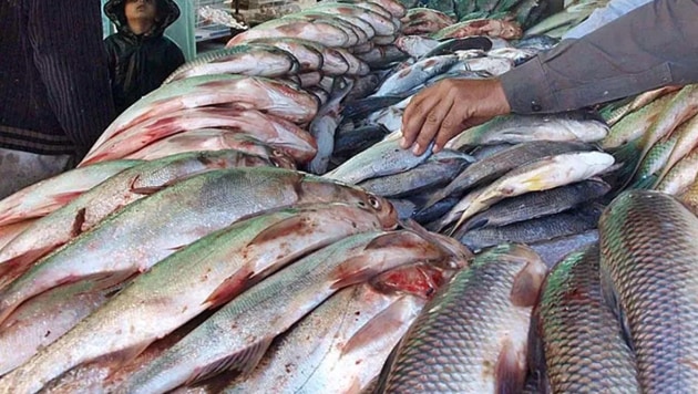 Rane said the government would like to assure the people of Goa that the fish sold in the state is safe and free of formalin. “There is absolutely no need to panic or to pay heed to any rumours,” he said.(PTI image)