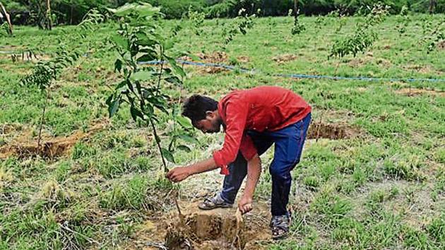 The court has also specified that the tree saplings should be six feet tall and at least three and half years of age. (Photo by Sanchit Khanna / Hindustan Times) The court has also specified that the tree saplings should be six feet tall and at least three and half years of age. (Photo by Sanchit Khanna / Hindustan Times)