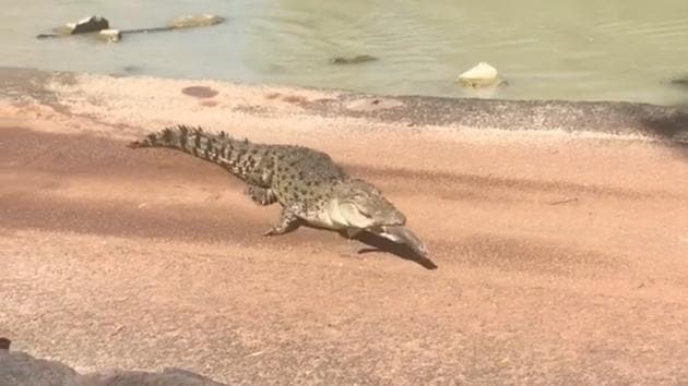 The video has collected the million plus views - and still counting. (Facebook/Tourism Top End) The video has collected the million plus views - and still counting. (Facebook/Tourism Top End)