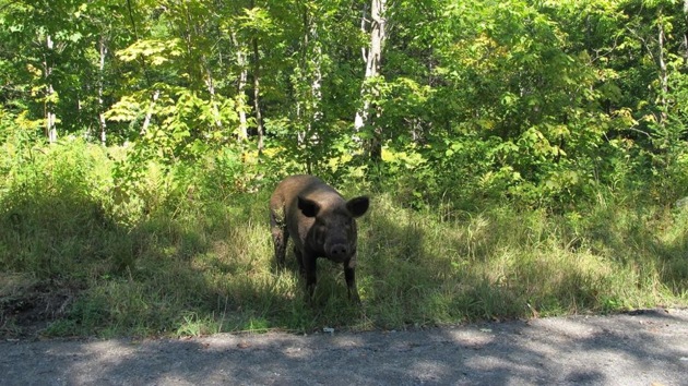 Jeffries faces tens of thousands of dollars in fines from the town for the pigs that have been spotted on and alongside the town road for weeks, creating a nuisance for drivers and pedestrians, according to the town.(AP image) Jeffries faces tens of thousands of dollars in fines from the town for the pigs that have been spotted on and alongside the town road for weeks, creating a nuisance for drivers and pedestrians, according to the town.(AP image)