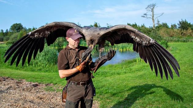 Peter Wenzel trains the young condor Molina in the Eagle Reserve in Bindslev, Denmark. Condors, which are vultures, can have a wingspan of 3.5 meters and weigh 15 kg, making them the world’s largest bird of prey. (Henning Bagger / Ritzau Scanpix via REUTERS) Peter Wenzel trains the young condor Molina in the Eagle Reserve in Bindslev, Denmark. Condors, which are vultures, can have a wingspan of 3.5 meters and weigh 15 kg, making them the world’s largest bird of prey. (Henning Bagger / Ritzau Scanpix via REUTERS)