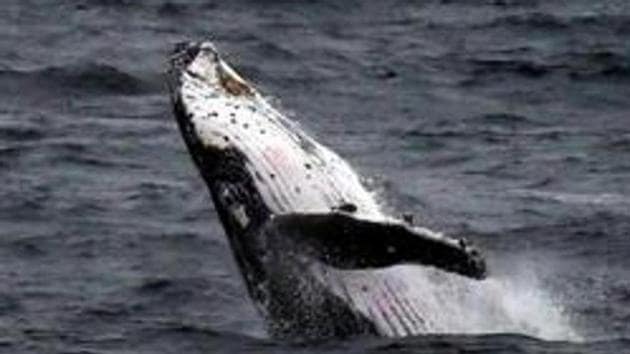 Five whales died after a mass stranding on a beach on the Hawaii island of Maui. (Reuters Photo) Five whales died after a mass stranding on a beach on the Hawaii island of Maui. (Reuters Photo)