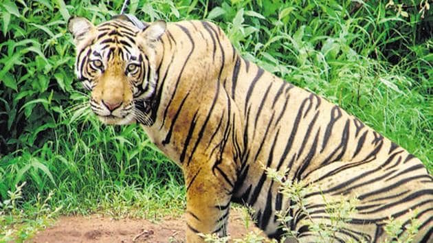 As per the latest All India Tiger Estimation (AITE) results, released on July 29, no tiger was recorded in the reserve during the estimation.(AP Photo)
