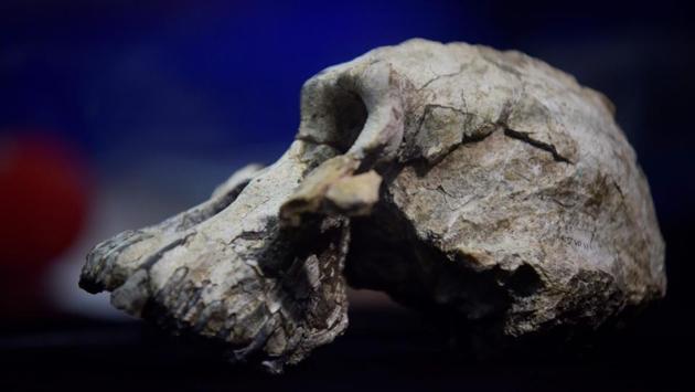 A 3.8 million-year-old skull of an early human, known as ‘MRD’ and belonging to the species Australopithecus anamensis, during its presentation in Addis Ababa, Ethiopia. The “remarkably complete” skull has the potential to alter our understanding of human evolution. Discovered not far from the younger Lucy -- the ancient ancestor of modern humans -- it shows that the two species may have co-existed for about 100,000 years. (Michael Tewelde / AFP) A 3.8 million-year-old skull of an early human, known as ‘MRD’ and belonging to the species Australopithecus anamensis, during its presentation in Addis Ababa, Ethiopia. The “remarkably complete” skull has the potential to alter our understanding of human evolution. Discovered not far from the younger Lucy -- the ancient ancestor of modern humans -- it shows that the two species may have co-existed for about 100,000 years. (Michael Tewelde / AFP)