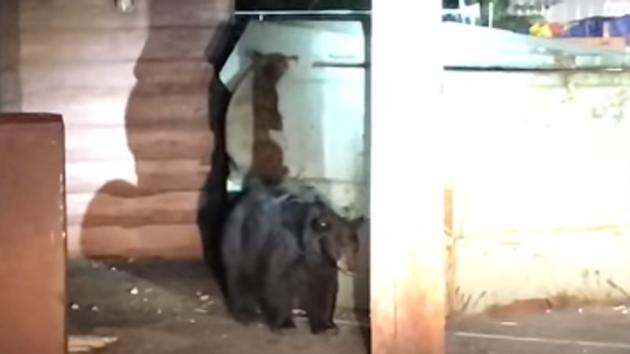 The young bear cub tried to climb the dumpster to rescue its sibling. (Facebook/Placer County Sheriff’s Office) The young bear cub tried to climb the dumpster to rescue its sibling. (Facebook/Placer County Sheriff’s Office)