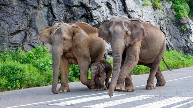 An elephant calf along with two wild elephants walk along a road at Nelliyampathy in Palaghat district of Kerala. Wild elephants and other animals often leave their territory in pursuit of better habitat. (PTI) 