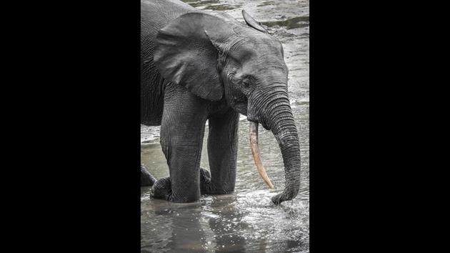 A wild forest elephant bathes in the marshes of Bayanga Equatorial Forest, Dzangha Sanga Reserve. He points to the potential booty for poachers from ivory tusks, giraffe skins, pangolin scales and gorilla meat. (Florent Vergnes / AFP) A wild forest elephant bathes in the marshes of Bayanga Equatorial Forest, Dzangha Sanga Reserve. He points to the potential booty for poachers from ivory tusks, giraffe skins, pangolin scales and gorilla meat. (Florent Vergnes / AFP)