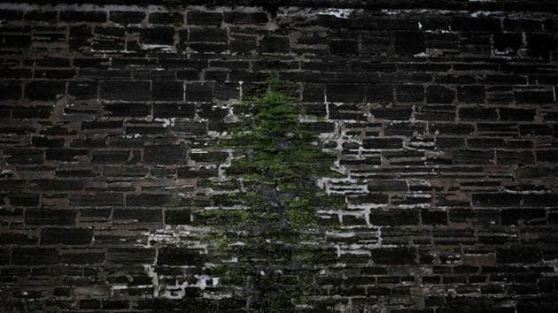 Plants grow on a wall of Castillo de San Marcos masonry fort in St. Augustine, Florida. The construction of the masonry fort began in the early 1670s. Local Native Americans, convicts, African American slaves, as well as skilled workers from Cuba worked on the construction of the fort.  (Carlos Barria / REUTERS) 