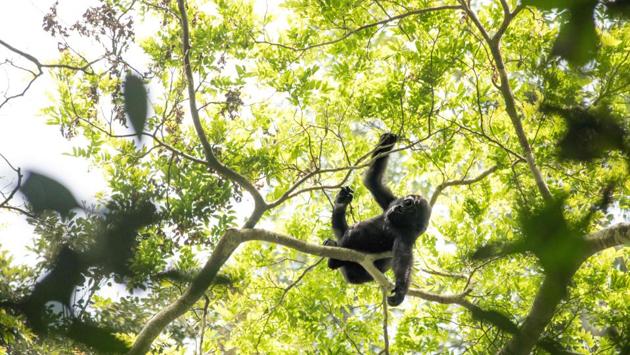 A wild baby gorilla plays in the branches of the forest. Scientists, with the help of the Pygmy rangers, are moving through the park to draw up an inventory of the major species. (Florent Vergnes / AFP) A wild baby gorilla plays in the branches of the forest. Scientists, with the help of the Pygmy rangers, are moving through the park to draw up an inventory of the major species. (Florent Vergnes / AFP)