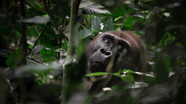 A wild gorilla feeds on fruit in the forest. Poor and chronically unstable, the CAR has been wracked by civil strife since 2013. Poaching -- facilitated by porous borders, negligible policing and voracious Asian demand -- has been the big benefactor. (Florent Vergnes / AFP) A wild gorilla feeds on fruit in the forest. Poor and chronically unstable, the CAR has been wracked by civil strife since 2013. Poaching -- facilitated by porous borders, negligible policing and voracious Asian demand -- has been the big benefactor. (Florent Vergnes / AFP)