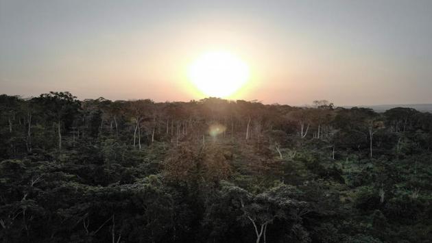 An aerial view of the Bayanga Equatorial Forest. Giraffes have disappeared from the north, rhinos too. There are no more savanna elephants either,” Arranz says gloomily. “The poachers are bound to come here one day.” (Florent Vergnes / AFP) An aerial view of the Bayanga Equatorial Forest. Giraffes have disappeared from the north, rhinos too. There are no more savanna elephants either,” Arranz says gloomily. “The poachers are bound to come here one day.” (Florent Vergnes / AFP)