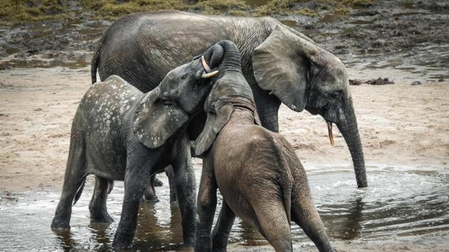 A wild forest elephant and calves bathe in the marshes of in Bayanga Equatorial Forest. The elephant is not the rangers prey, but rather the opposite. He is part of a force of local hunters who have trained to become rangers. Their mission: to protect the park’s precious animals from ruthless poachers. (Florent Vergnes / AFP) A wild forest elephant and calves bathe in the marshes of in Bayanga Equatorial Forest. The elephant is not the rangers prey, but rather the opposite. He is part of a force of local hunters who have trained to become rangers. Their mission: to protect the park’s precious animals from ruthless poachers. (Florent Vergnes / AFP)