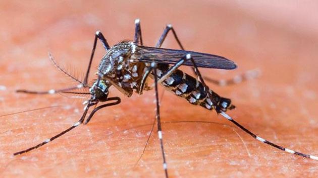 The number of reported dengue cases this year in Gurugram so far has been lower than in the same period last year. (HT FILE) The number of reported dengue cases this year in Gurugram so far has been lower than in the same period last year. (HT FILE)