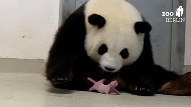 Panda Meng-Meng looks at one of her newborn twin cubs at Berlin Zoo.(Berlin Zoo/REUTERS)