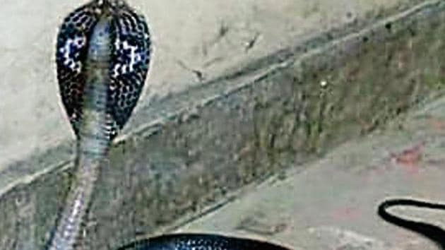 A cobra was spotted from Delhi’s Dwarka Metro station.(HT PHOTOS) A cobra was spotted from Delhi’s Dwarka Metro station.(HT PHOTOS)