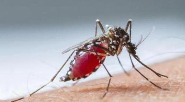Fewer dengue and chikungunya cases have been reported in Delhi this year compared to last year. (HT File Photo) Fewer dengue and chikungunya cases have been reported in Delhi this year compared to last year. (HT File Photo)