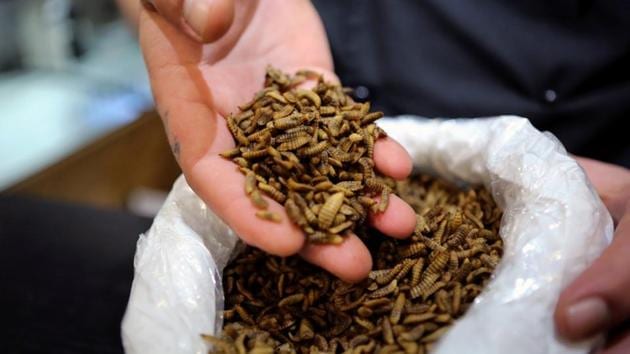 Chef Mario Barnard scoops out a handful of Black soldier fly larvae at the Insect Experience Restaurant in Cape Town. (REUTERS) Chef Mario Barnard scoops out a handful of Black soldier fly larvae at the Insect Experience Restaurant in Cape Town. (REUTERS)
